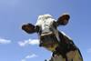 20250514 leche lacto