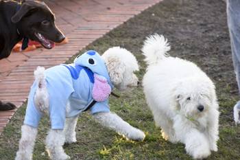 Foto principal del artículo 'El 67% de los hogares de Uruguay tiene al menos un perro y el 35% un gato, según encuesta presentada por el MGAP' · Foto: Federico Gutiérrez