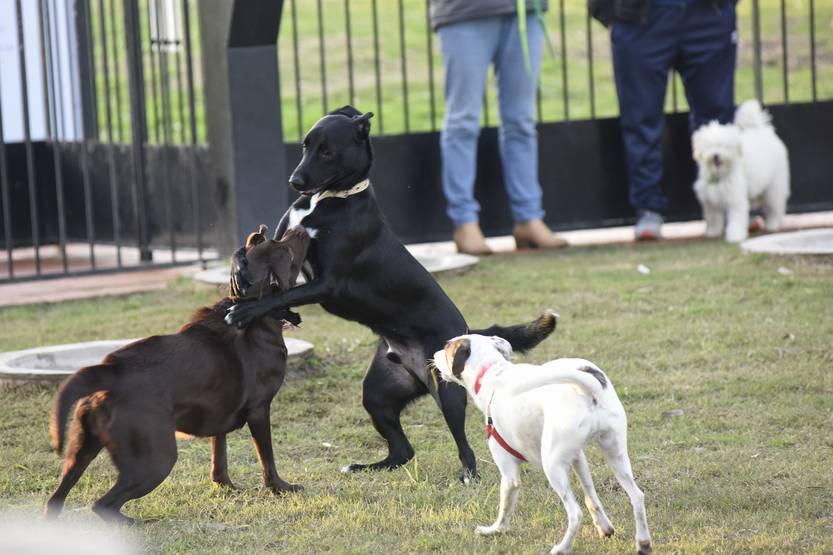 20230223 perros