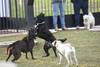 20230223 perros
