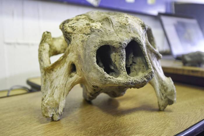 Cráneo de Panochtus tuberculatus, en la facultad de Ciencias. · Foto: Federico Gutiérrez