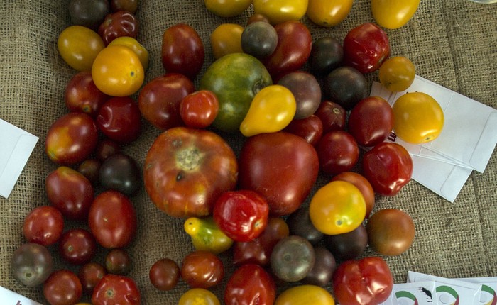 Foto principal del artículo 'Productores desecharon tomates frescos: desde la Confederación Granjera apuntaron que es por poco consumo de frutas y verduras' · Foto: Ernesto Ryan