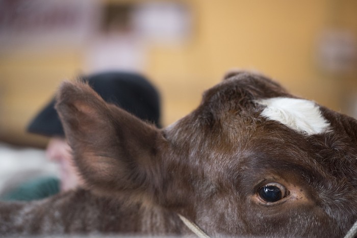 (Archivo) · Foto: Federico Gutiérrez