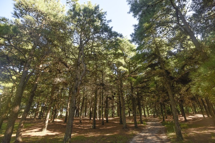 Plantación de pinos. · Foto: Federico Gutiérrez