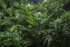 20220106 marihuana