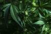 20221121 cannabis