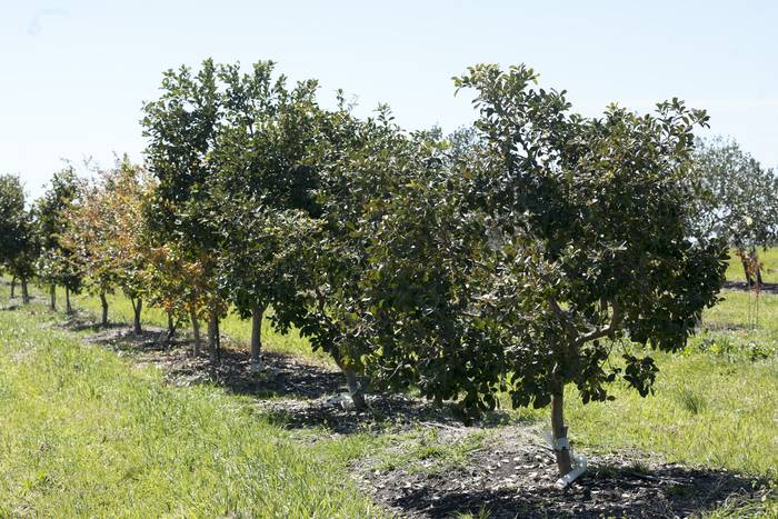 Guayabos y otros árboles de frutos nativos en Las Brujas. · Foto: Federico Gutiérrez