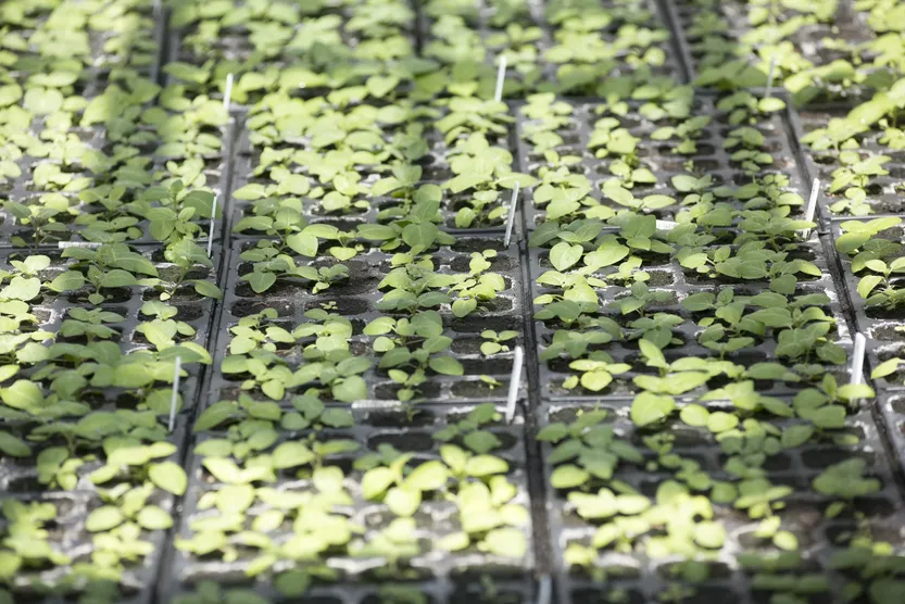 20260101 AGROPECUARIA INVESTIGACION (A.Pizzolón) f2