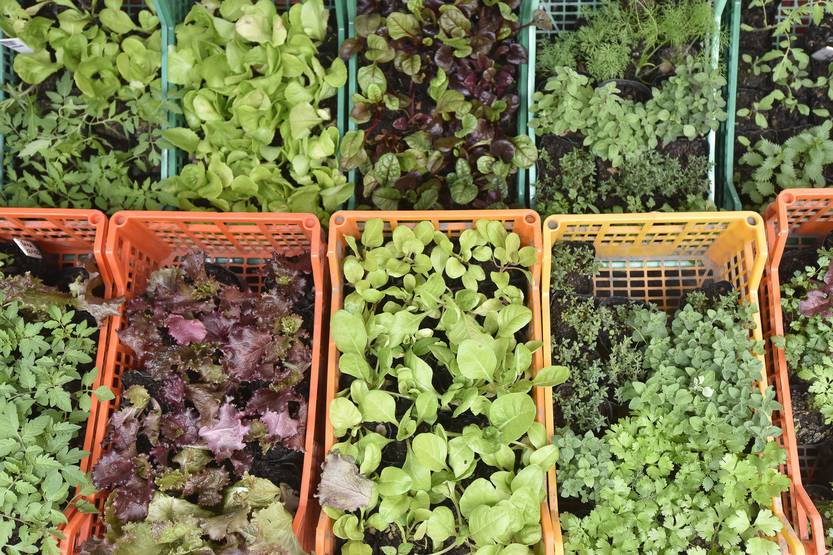 ECO - Nota sobre la Inocuidad de los alimentos, porque el 7 de junio es el día mundial