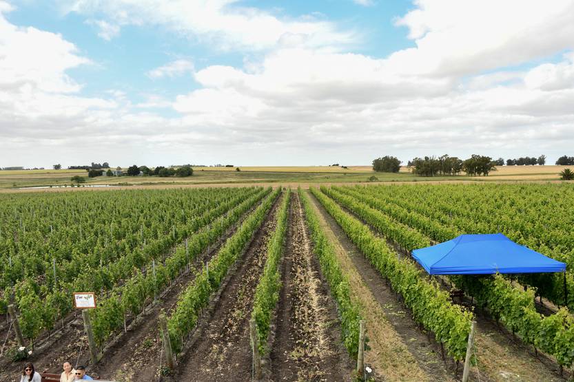 20220225 colonia vinos