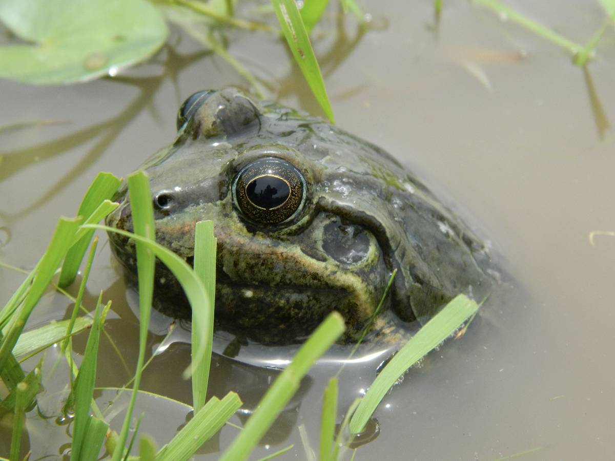Nuestras ranas criollas muestran que uno de los herbicidas más usados ...