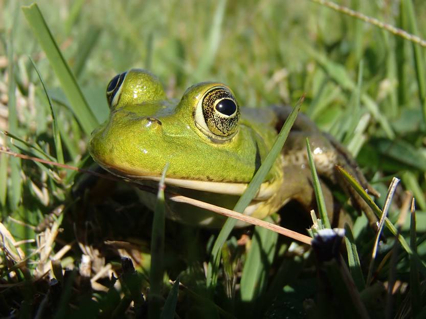 Nota ciencia, rana toro en Aceguá