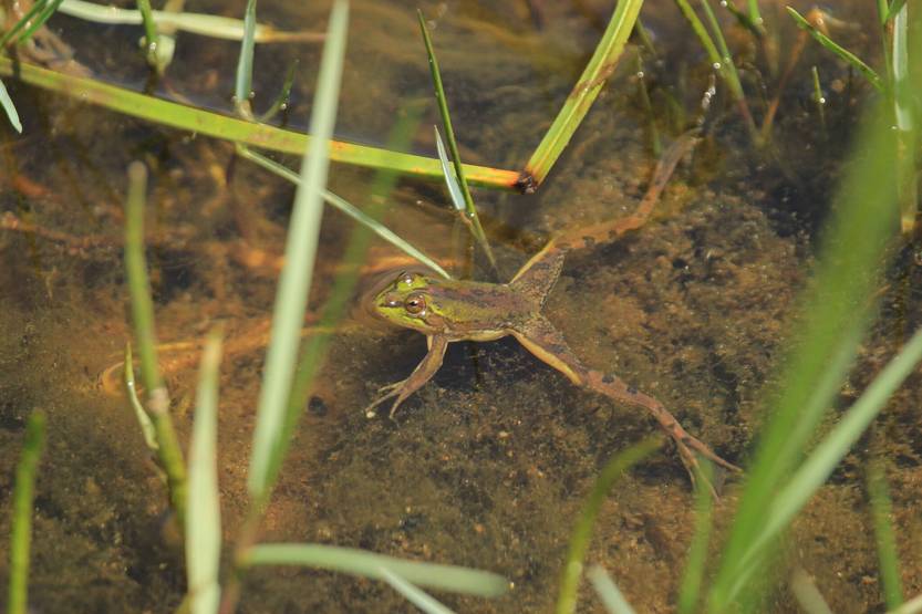 Nota ciencia, ranita boyadora