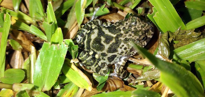 Ranita de cuatro ojos, una de las más afectadas por el quiridio en Uruguay.
Foto: Edson Luis Fabro Gasperin (iNaturalist)