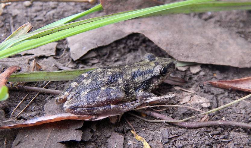 Ranita hocicuda