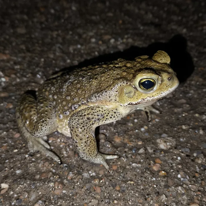 Sapo común (Rhinella arenarum). Foto: Lucía Monteiro/NaturalistaUy