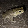 Sapo de ciudad