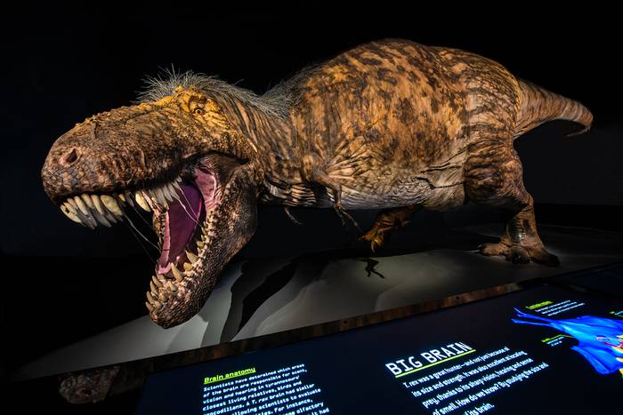 Representación actualizada del T-rex con plumas,  en el  Museo Americano de Historia Natural en New York, Estados Unidos.
Foto: D. Finnin (AMNH)