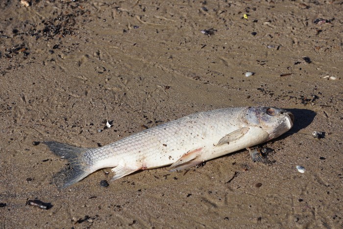 Sábalo muerto en al costa de Montevideo, julio de 2024. Foto: Mountain_wayfarer (NaturalistaUY)