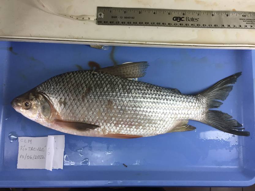 20240620 sábalo 2