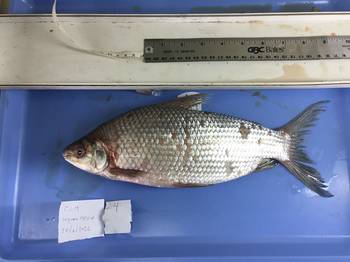 Sábalo capturado en la Laguna Merín. Foto: gentileza de Marcelo Loureiro.