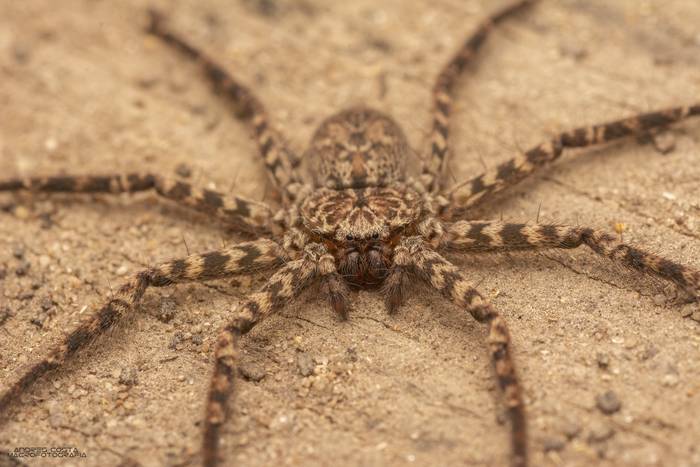 Foto principal del artículo 'Monstruos naturales'