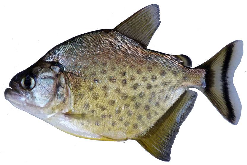 Serrasalmus