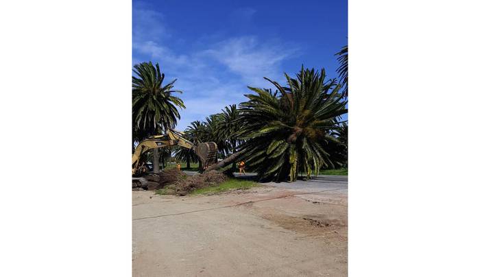 Foto principal del artículo 'Vecinos se quejaron y frenaron la extracción de palmeras en el ingreso a Colonia del Sacramento'