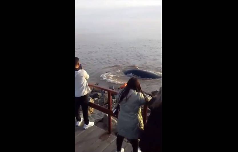 20230801 ballena