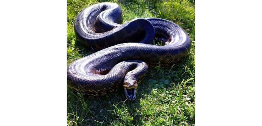 20231123 anaconda