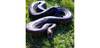 20231123 anaconda