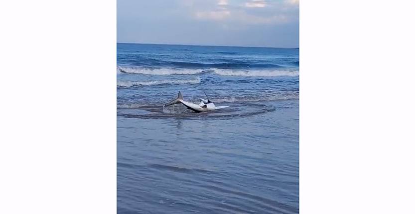 20230608 tiburón