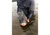Corvina 1