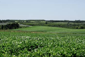 Campo con Soja en Colonia. · Foto: Ignacio Dotti