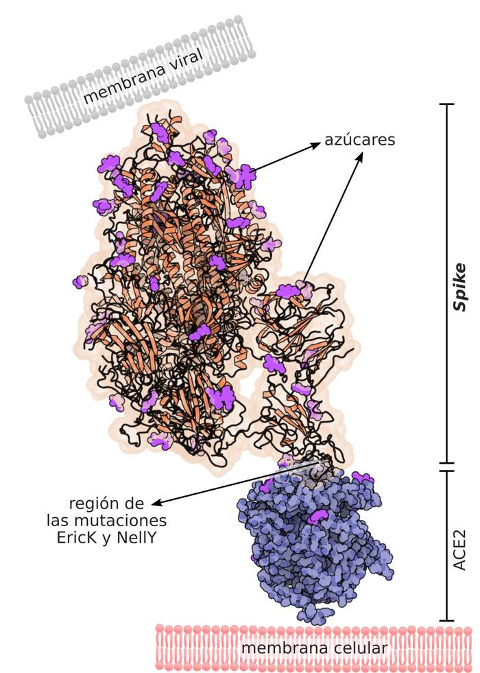 Modelo de la interacción entre la glicoproteína Spike de SARS-CoV-2 y el receptor ACE2.