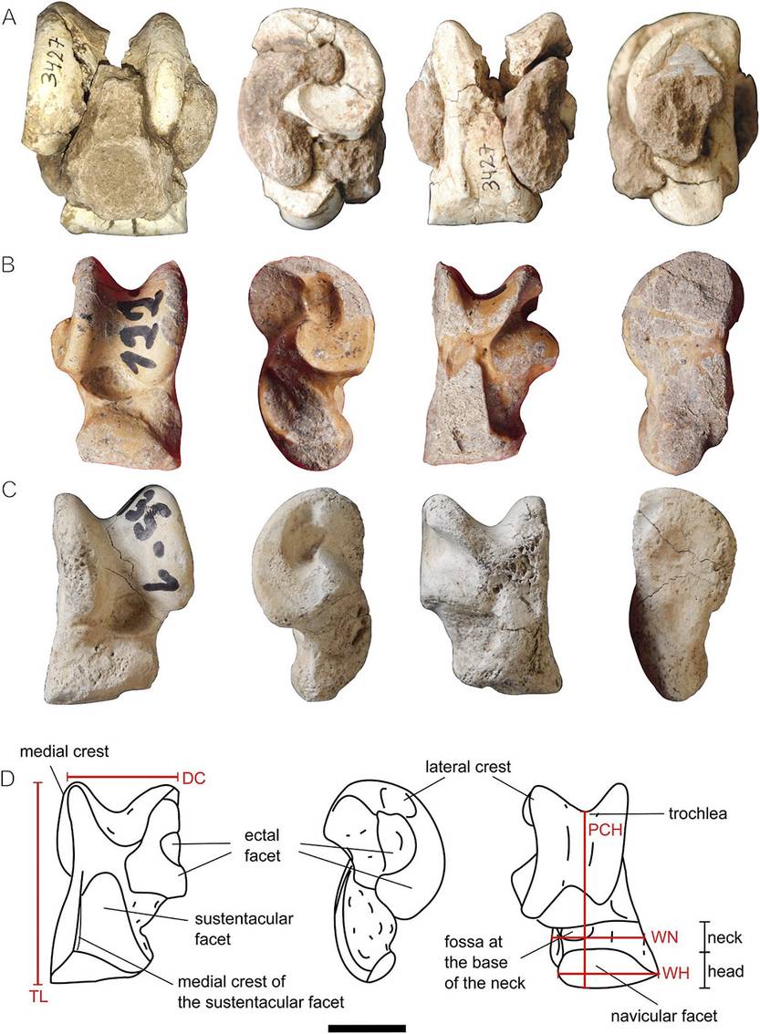 20250125 cie Stragalus Neolicaphrium