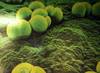 Streptococcus