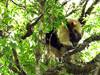 Tamandua