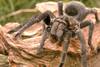 Tarántula de Uruguay del género Grammostola. Tarántula de Uruguay del género Grammostola.