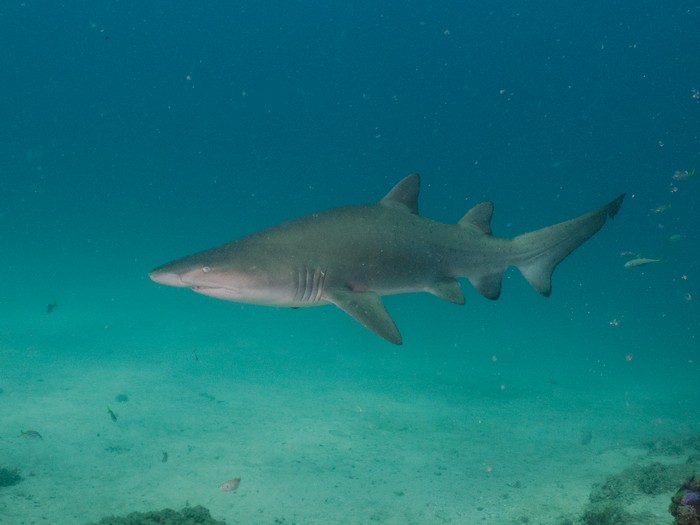 Tiburón sarda (_Carcharias taurus_). · Foto: Naomi Springett (iNaturalist)