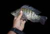 Tilapia