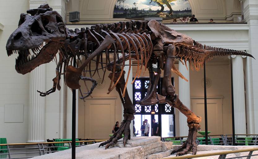 Tiranosaurio nombrado Sue