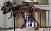 Tiranosaurio nombrado Sue