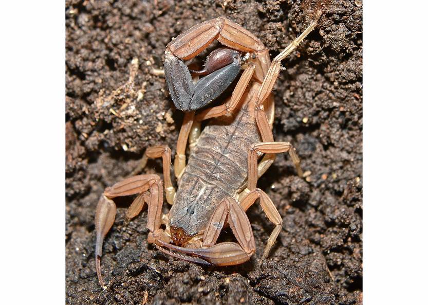 20250804 Tityus footei