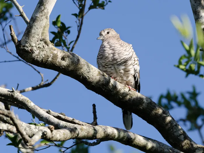 Torcacita escamada en Uruguay. · Foto: Joaquín Muñoz