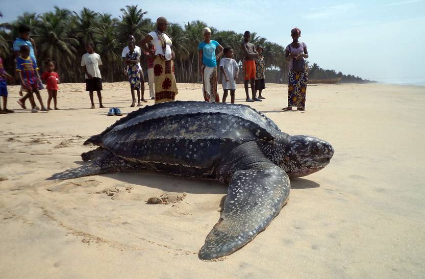 Tortuga siete quillas