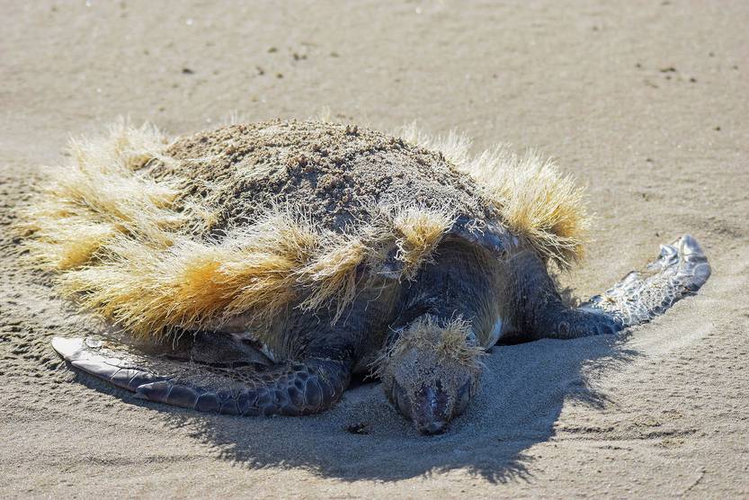 Tortuga varada