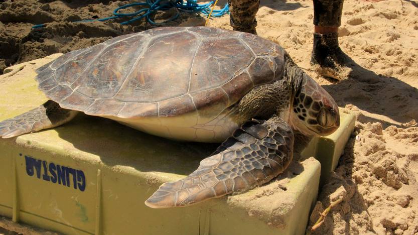 Tortuga verde x