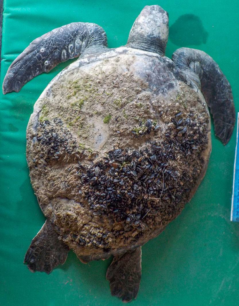 Tortuga verde con mejillones