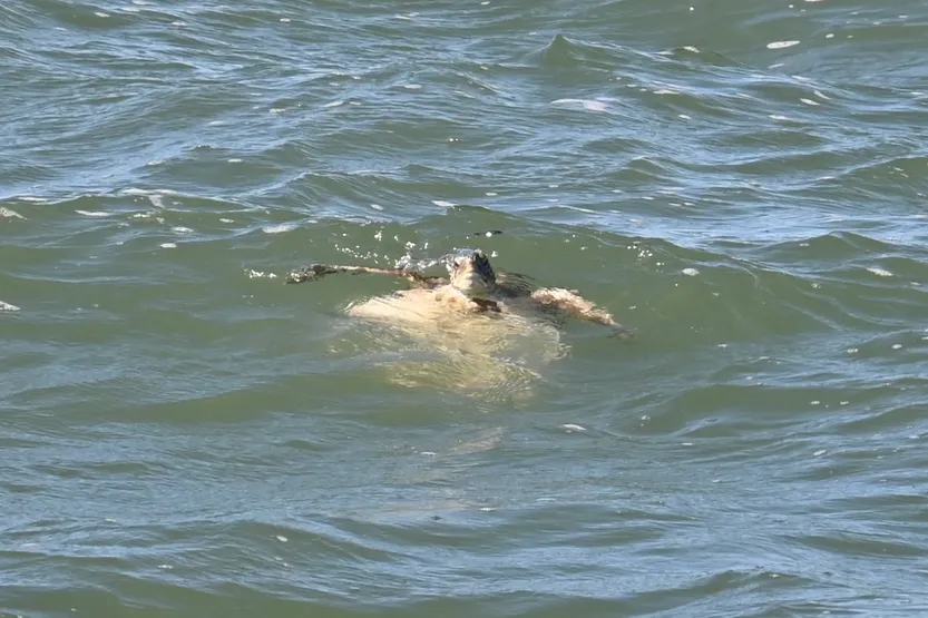 20260611 CIE Tortugas